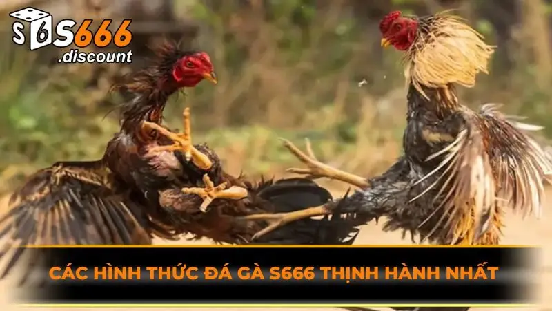 Các hình thức đá gà S666 thịnh hành nhất 