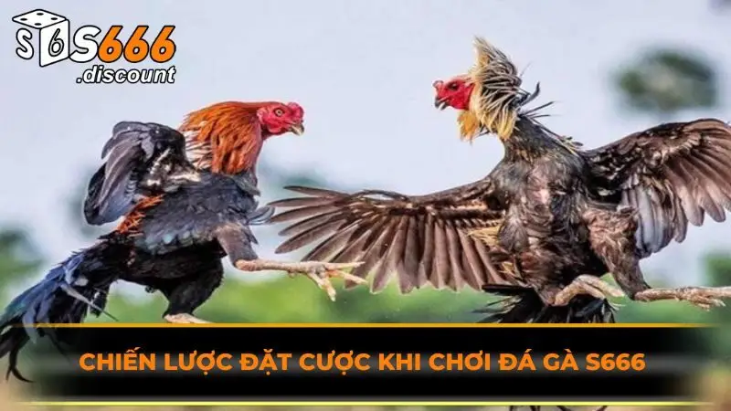 Chiến lược đặt cược khi chơi đá gà S666 